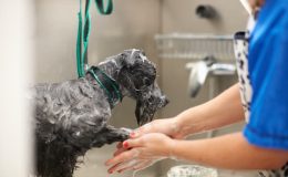 Sort hund bliver vasket af en professionel hundefrisør