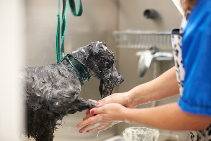 Sort hund bliver vasket af en professionel hundefrisør